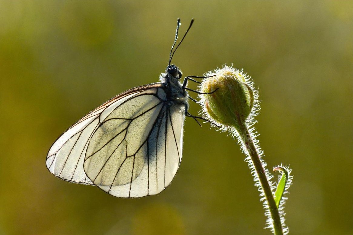 A white butterfly resting on a small flower bud, lit from behind